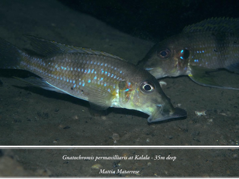 Gnathochromis permaxillaris 'Kalala'